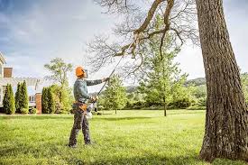 How Our Tree Care Process Works  in  Clarence, IA